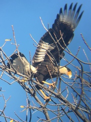 Caracara plancus