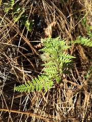 Myriopteris microphylla