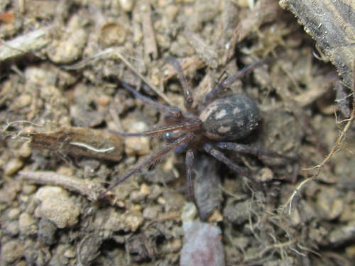 Rural Funnel-web Spider
