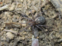 Tegenaria pagana