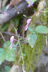 Hypoestes phyllostachya