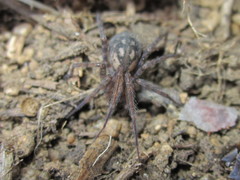 Tegenaria pagana