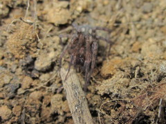 Tegenaria pagana