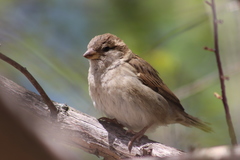 Passer domesticus