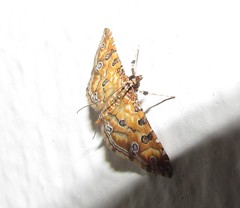 Ommatospila narcaeusalis