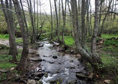 Alnus lusitanica