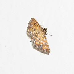 Ommatospila narcaeusalis