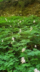 Dicentra formosa formosa