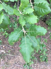 Quercus × cerrioides