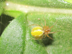 Theridiidae