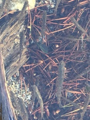 Salvelinus fontinalis