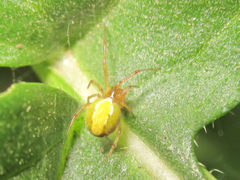 Theridiidae