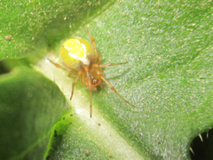 Theridiidae