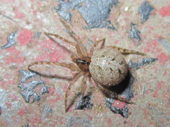Theridiidae