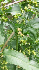 Rumex