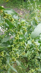 Rumex