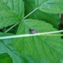 Centrotus