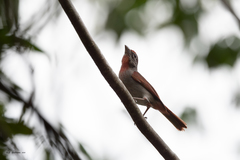 Piranga roseogularis