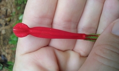 Centropogon coccineus