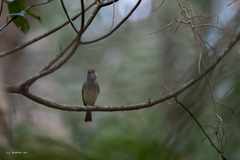 Oncostoma cinereigulare