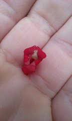 Centropogon coccineus