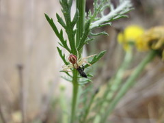 Misumenops temibilis