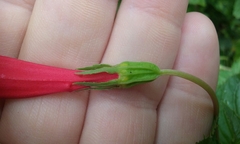 Centropogon coccineus