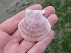 Flexopecten felipponei