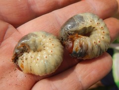 Oryctes nasicornis