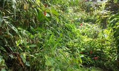 Centropogon coccineus