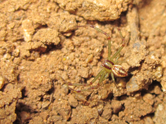 Misumenops temibilis