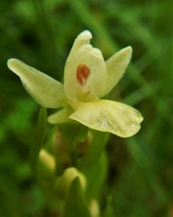 Dactylorhiza insularis