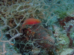 Sparisoma atomarium