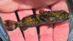 Cottus caeruleomentum