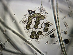 Pseudopediastrum integrum