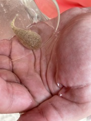 Gobiesox punctulatus