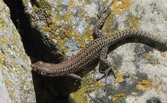 Podarcis guadarramae