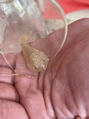 Gobiesox punctulatus