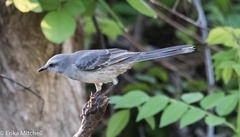Mimus gilvus antillarum