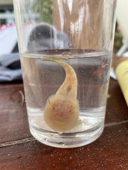 Gobiesox punctulatus