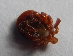 Haemaphysalis inermis