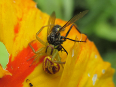 Misumenops temibilis