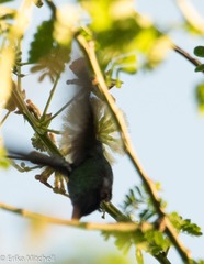 Orthorhyncus cristatus