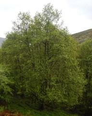 Alnus lusitanica