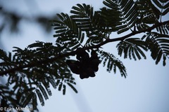 Dichrostachys cinerea