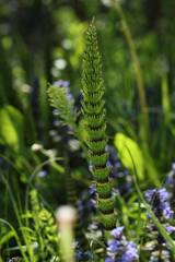Equisetum telmateia telmateia