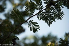 Dichrostachys cinerea