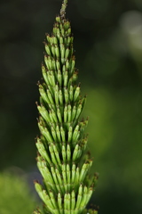 Equisetum telmateia telmateia