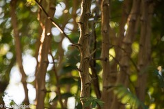 Dichrostachys cinerea