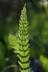 Equisetum telmateia telmateia